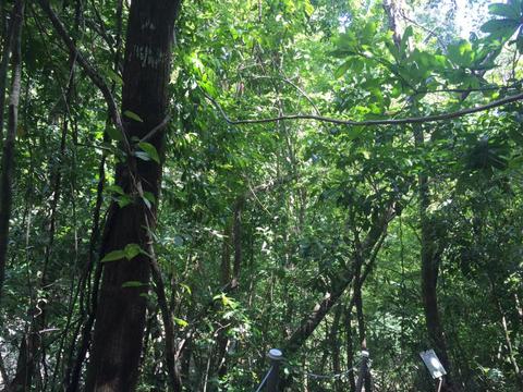 Cabo Blanco Guided Hike Costa Rica